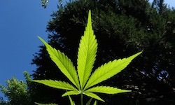 San Diego Marijuana DUI Lawyer